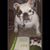Lucy Lulu's profile image