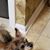 Sue Grimmig's profile image