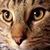 Wendy Flinchbaugh's profile image