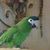Caprice Whitmire's profile image