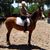 Sandra Tomasello's profile image