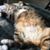 Chris Newton's profile image