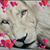 Zaid Huaman's profile image