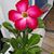 Waynette Banks McManus's profile image