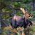 Sharon Gouzie Lewis's profile image