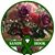 Dee Ciancio's profile image