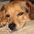 Brian Pallotta's profile image