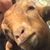 Lisa Lagana Fusco's profile image