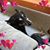 Janette Campensa's profile image