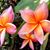 Annabel Gallardo Buso's profile image