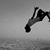 Laith Nadhim's profile image