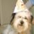Tina Cannady Bose's profile image