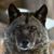 Wayne Schlegel Chd's profile image