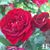 Tena Smith's profile image