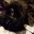 Jennifer Strahan's profile image