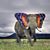 Pamela Workman Brandt's profile image
