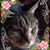Sandi Spurgeon's profile image