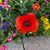Jennifer Kraus Elmquist's profile image
