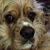 Sharon Powell Cullen's profile image