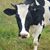 Rachel Christman's profile image