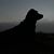 Todd Wingo's profile image