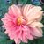 Debra Switzer Bercot's profile image