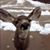 Danny GalloNet's profile image