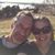 Hollie Constien's profile image