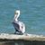 Jeannie Ruiz Crockett's profile image