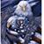 Sue Verville's profile image