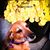 Dale Holadia's profile image