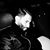 Yazan Deneh's profile image