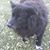Julie Lynn Scaccia's profile image