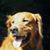 Richard M Levin's profile image