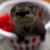 Sherry Caton Mason's profile image