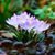 Melonie Hawkins Smid's profile image