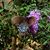 Cheryl L Brouwer's profile image