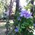 Linda Oxendine's profile image