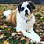 Annette Belmonte's profile image
