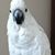 Jan Leslie's profile image