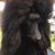 Sally Poindexter's profile image