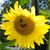 Elaine Kreel Whitehead's profile image