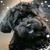 Sheryle Wood's profile image
