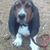 Denice Short's profile image