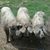 Curt Groen's profile image