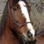 Dawn M Shiells's profile image