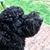 Brenda Kay Mercer's profile image