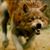 Sam Aventi's profile image