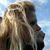 Tracey Bley's profile image
