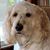 Diane McNeil Murano's profile image